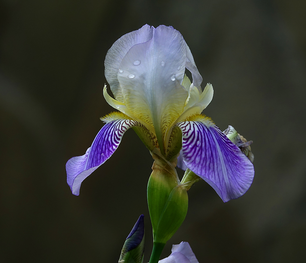 Изображение особи Iris squalens.