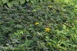 Hypericum calycinum