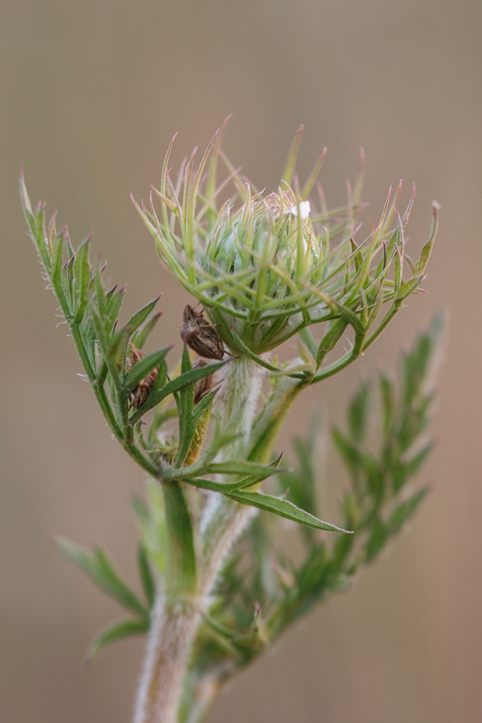 Image of Daucus carota specimen.