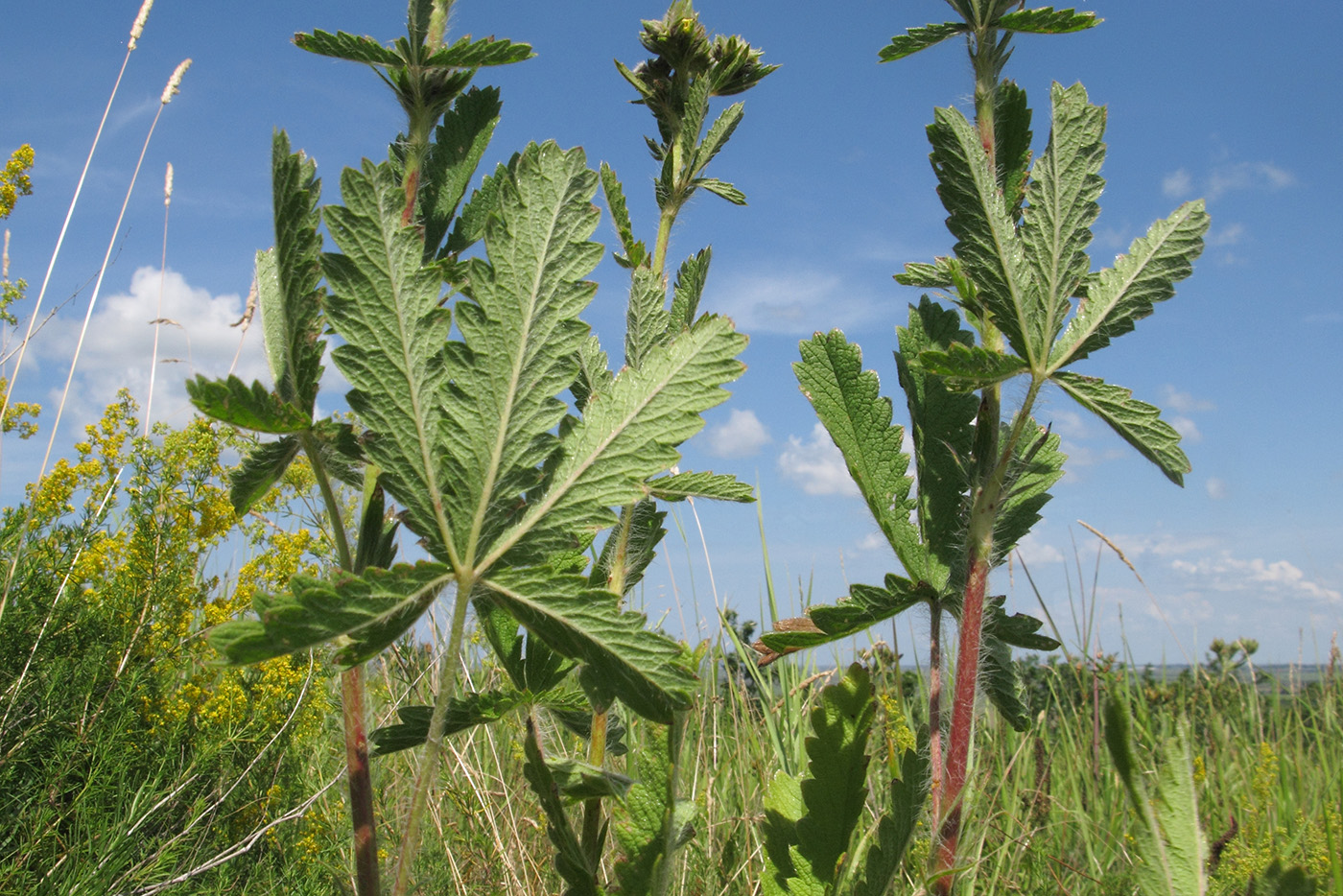 Изображение особи род Potentilla.