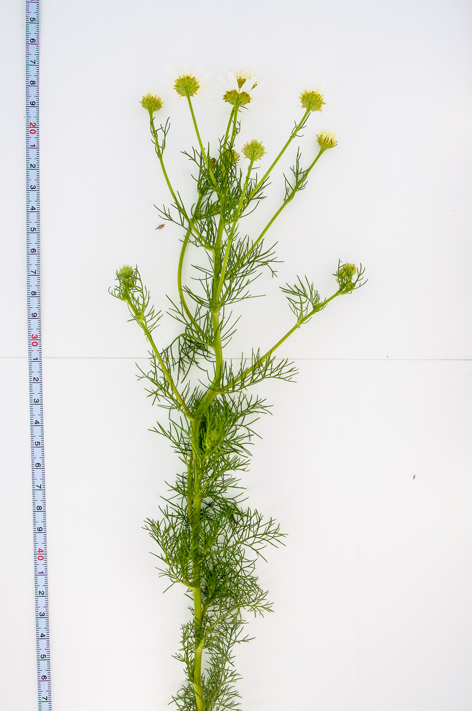 Image of Tripleurospermum inodorum specimen.