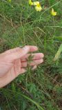 род Potentilla