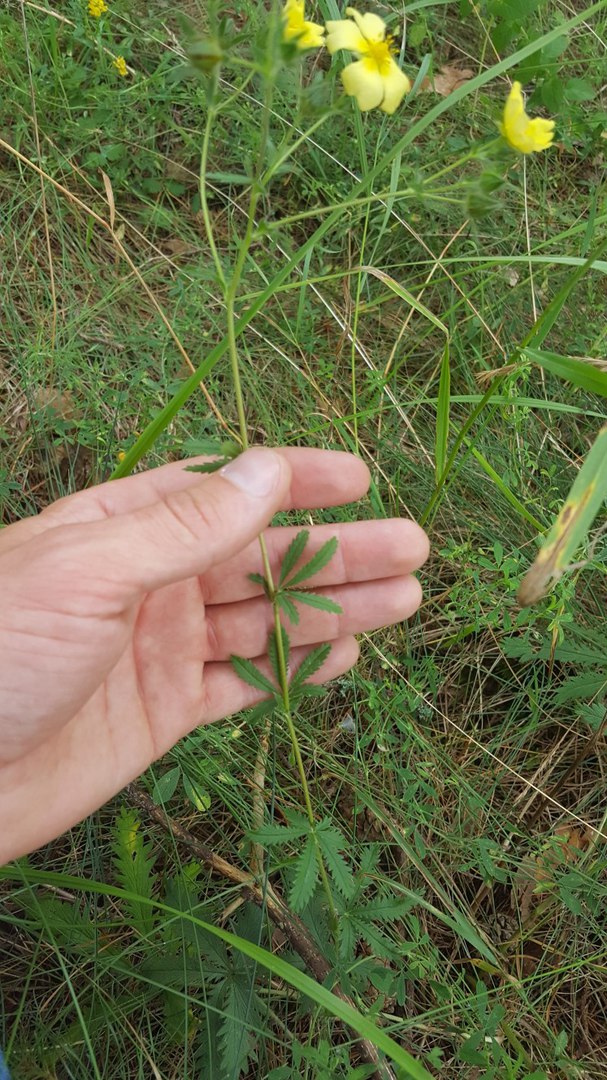 Изображение особи род Potentilla.