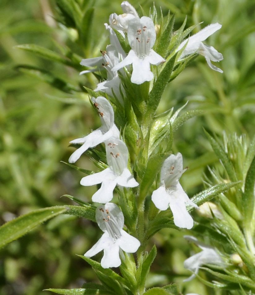 Image of Satureja montana ssp. macedonica specimen.