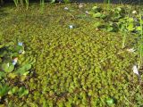 Salvinia molesta