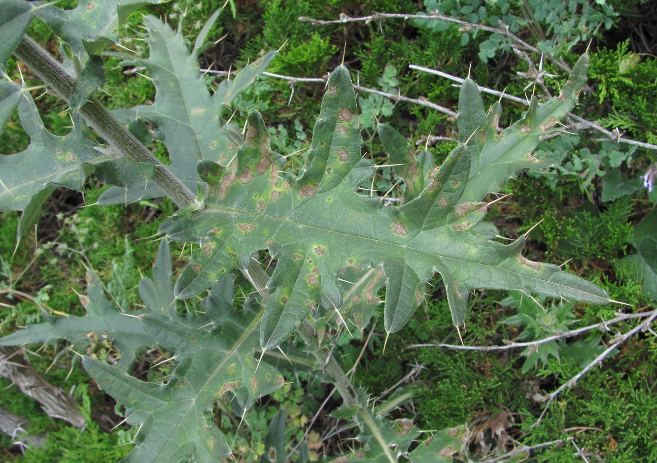 Image of Cirsium buschianum specimen.