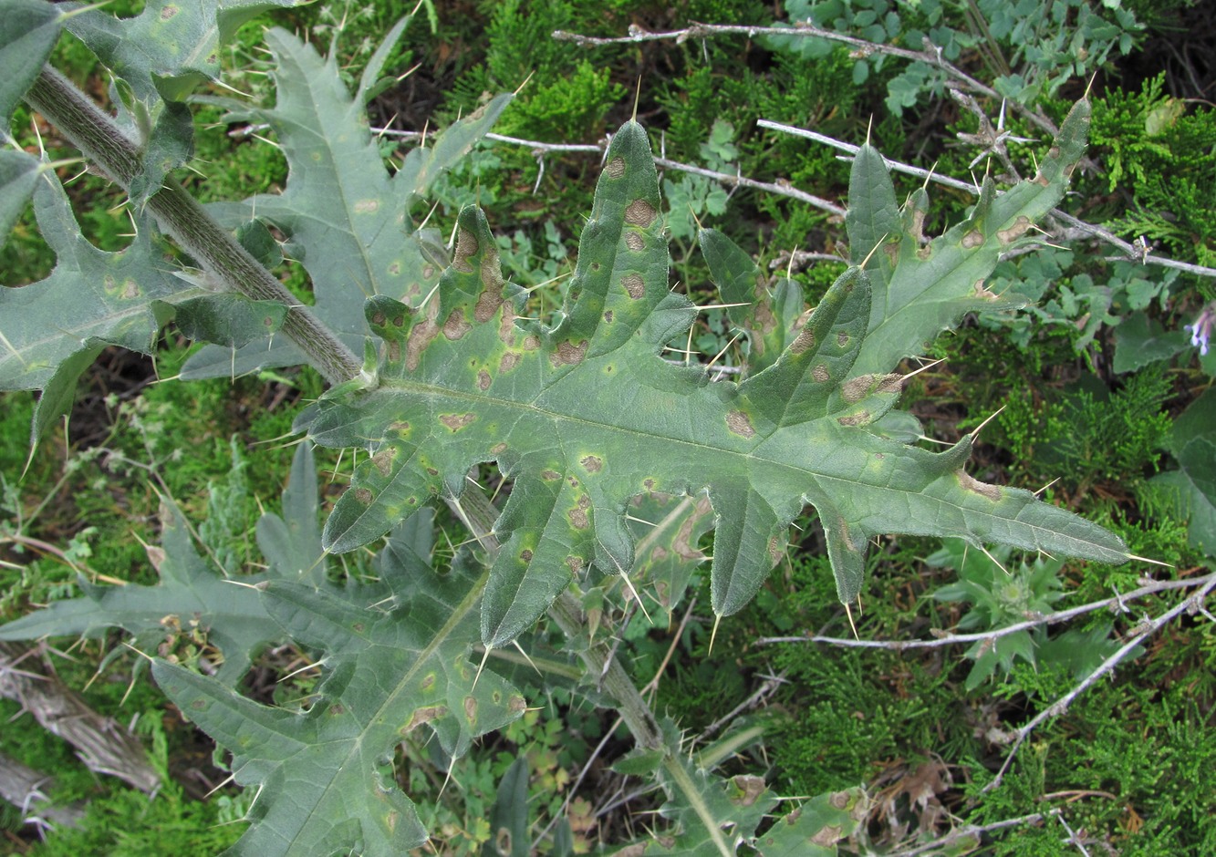 Изображение особи Cirsium buschianum.