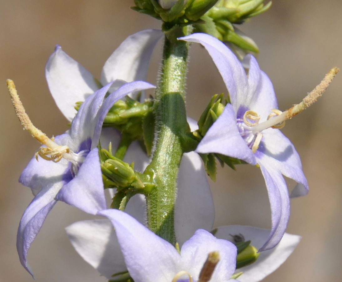 Изображение особи Campanula versicolor var. tomentella.