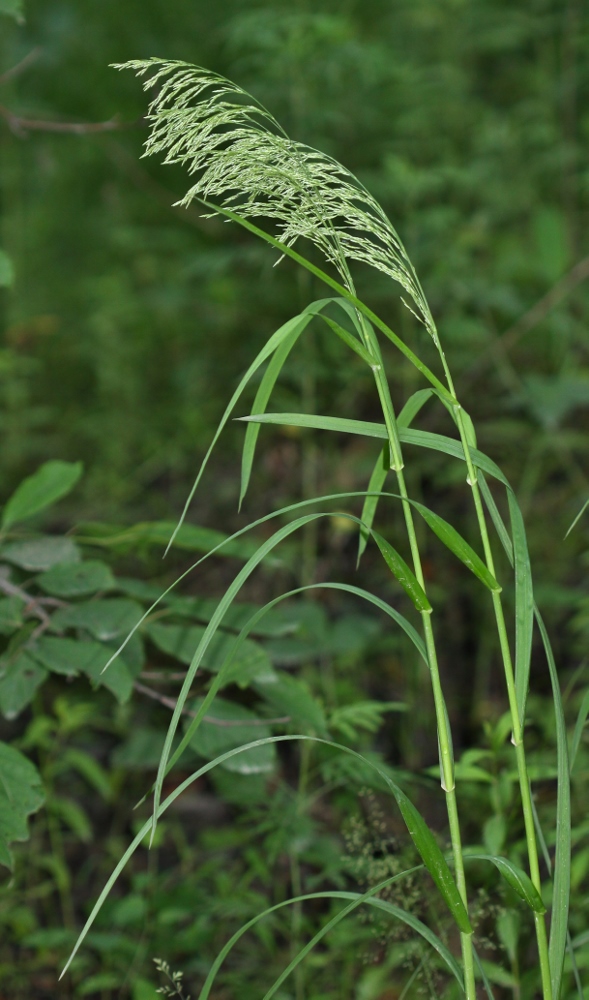 Изображение особи Glyceria leptolepis.