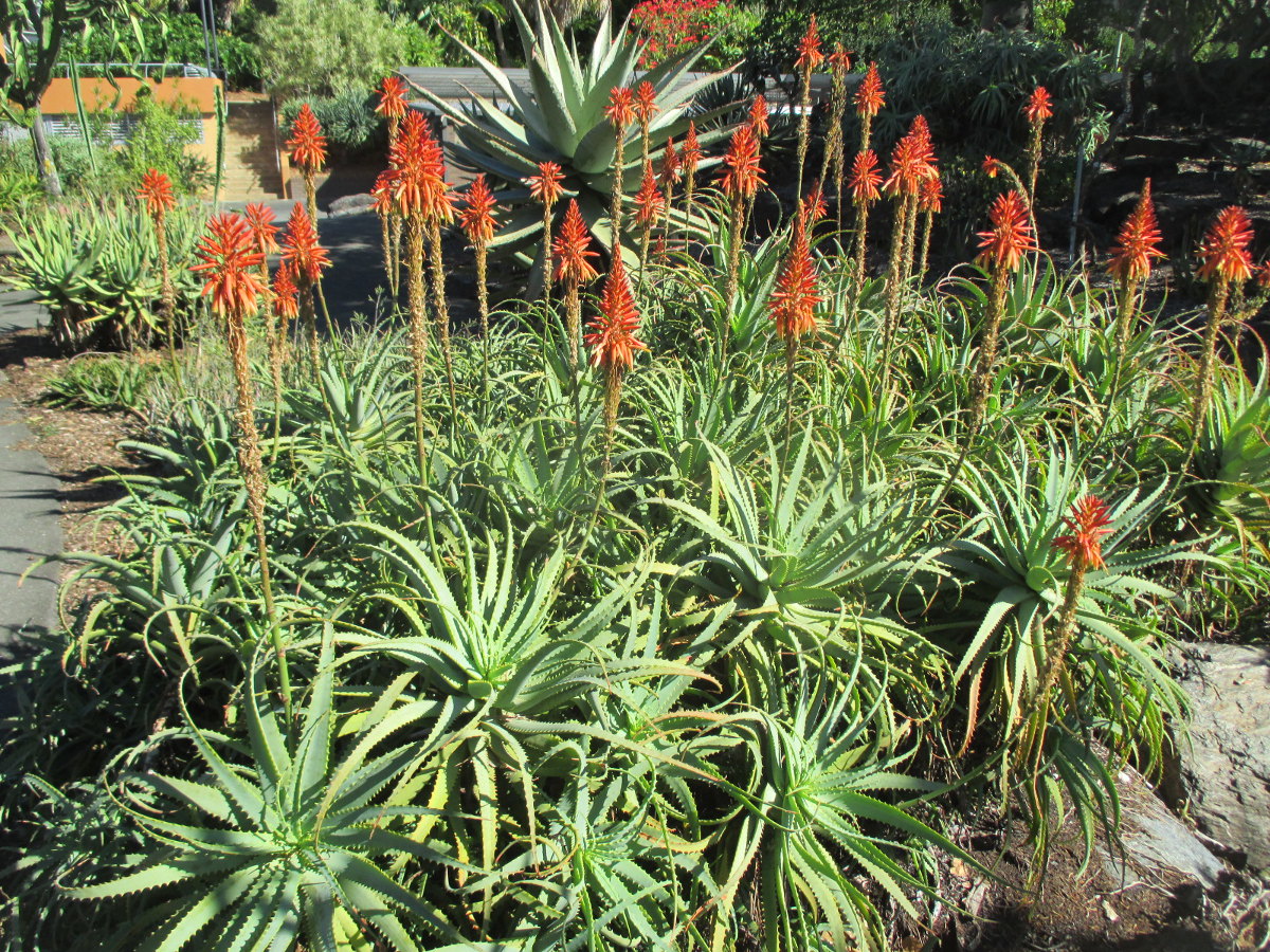 Image of Aloe arborescens specimen.