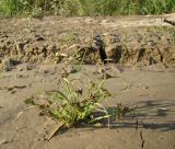 Cyperus fuscus. Цветущее растение. Краснодарский край, г. Усть-Лабинск, отмель р. Кубань. 16.09.2017.