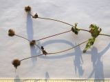 Geum urbanum