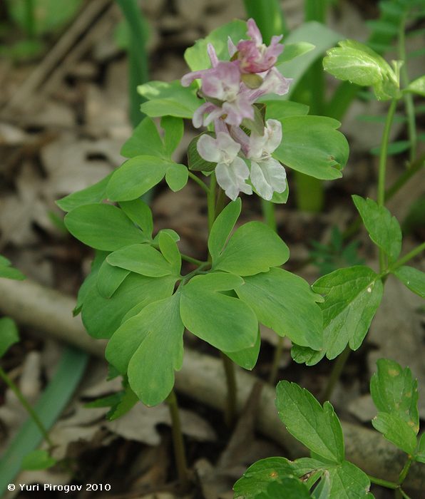 Изображение особи Corydalis marschalliana.