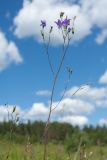 Campanula patula. Верхушка цветущего и плодоносящего растения. Псковская обл., Опочецкий р-н, 393 км шоссе М20, суходольный луг на старой залежи. 09.07.2017.