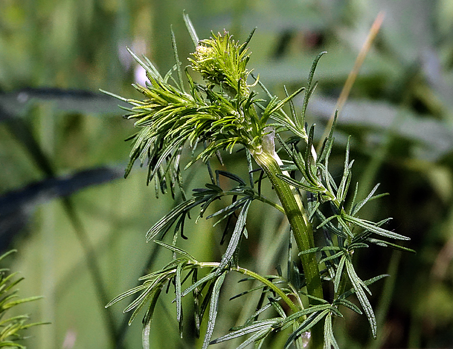 Image of Thalictrum lucidum specimen.