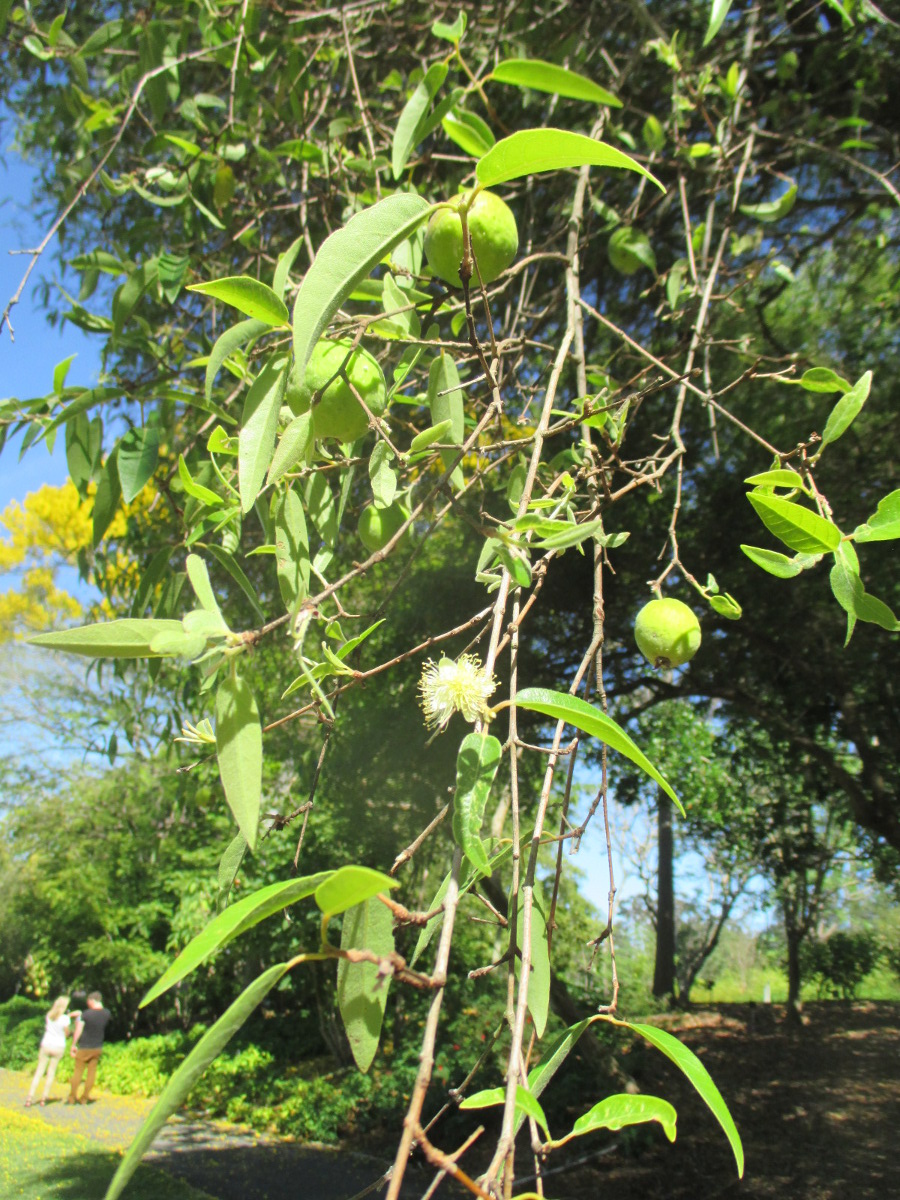 Изображение особи Plinia edulis.