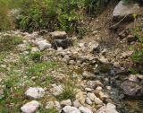 Deschampsia cespitosa. Плодоносящее растение. Адыгея, Кавказский биосферный заповедник, Фишт-Оштенский массив, восточный отрог горы Оштен, ≈ 1850 м н.у.м., каменистое русло горного ручья. 03.10.2015.