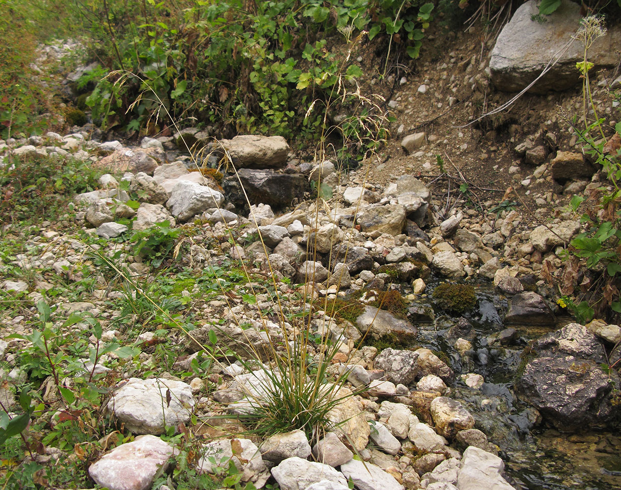 Image of Deschampsia cespitosa specimen.