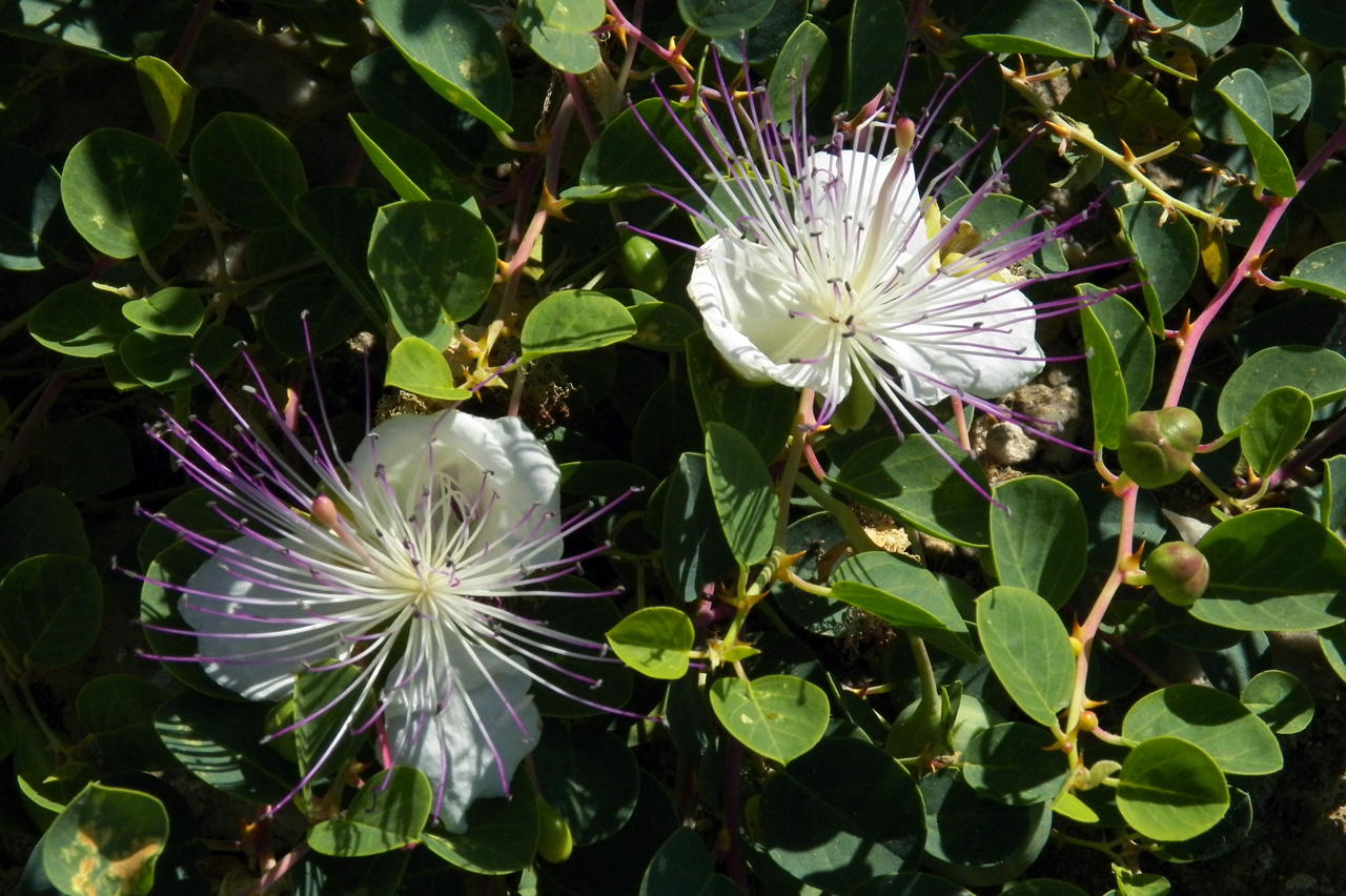 Изображение особи Capparis herbacea.