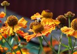 Helenium autumnale. Верхушки побегов с соцветиями с кормящейся пчелой. Московская обл., Одинцовский р-н, г. Кубинка, цветник. 20.09.2017.