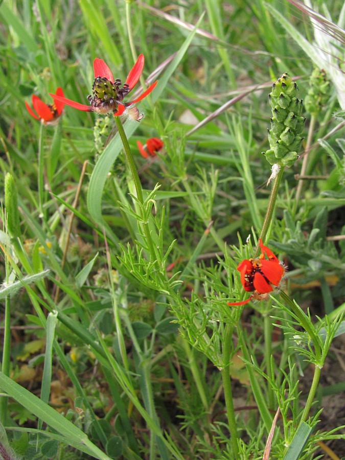 Image of Adonis flammea specimen.