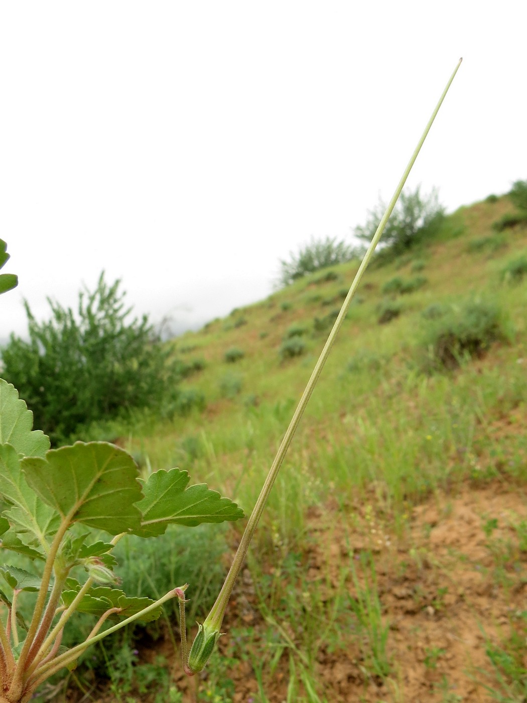 Image of Erodium oxyrhynchum specimen.