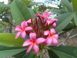 Plumeria rubra. Верхушка побега с соцветием ('Cleveland pink'). Австралия, г. Брисбен, ботанический сад. 27.12.2017.