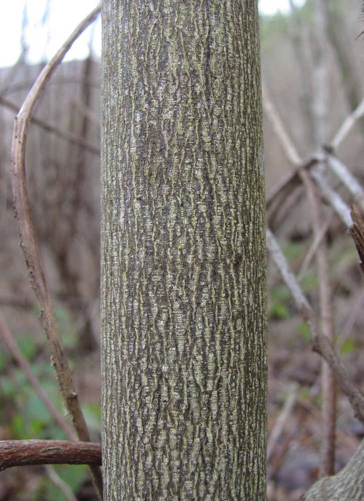 Image of Staphylea pinnata specimen.