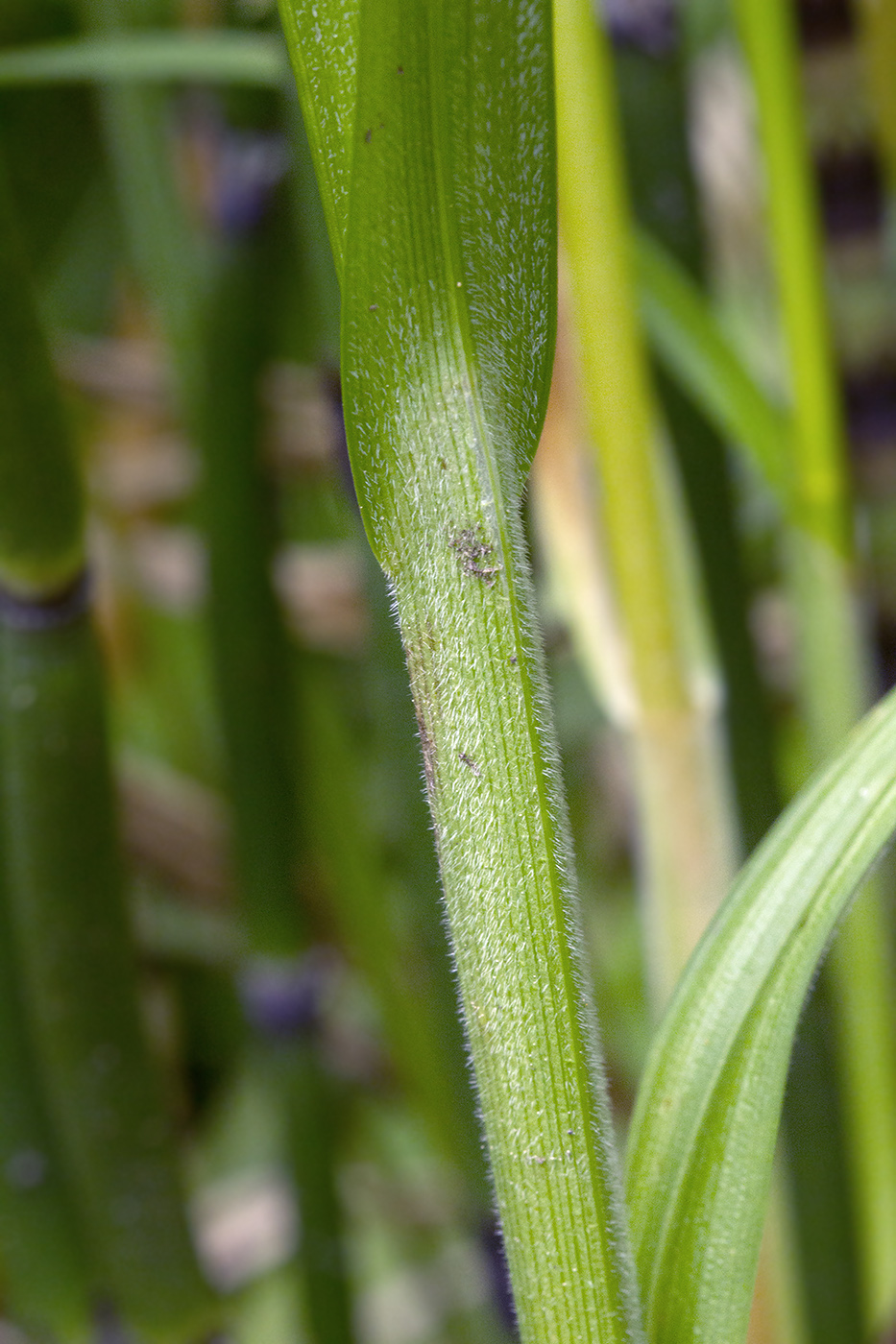 Image of Carex sordida specimen.