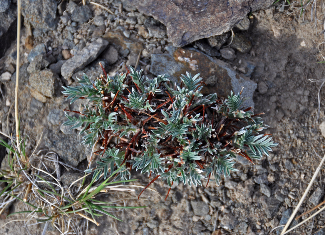 Изображение особи Oxytropis tragacanthoides.