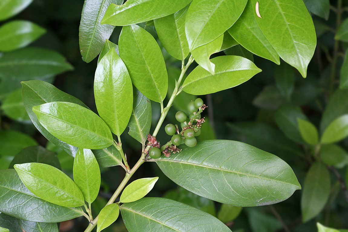 Image of Lauro-cerasus officinalis specimen.