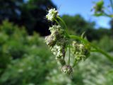 Chaerophyllum aromaticum. Соцветие. Беларусь, Гродненская обл., Новогрудский р-н, Ладеникский сельсовет, дер. Городечно, крапивник-разнотравный на склоне холма. 19.06.2014.