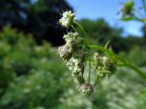 Chaerophyllum aromaticum