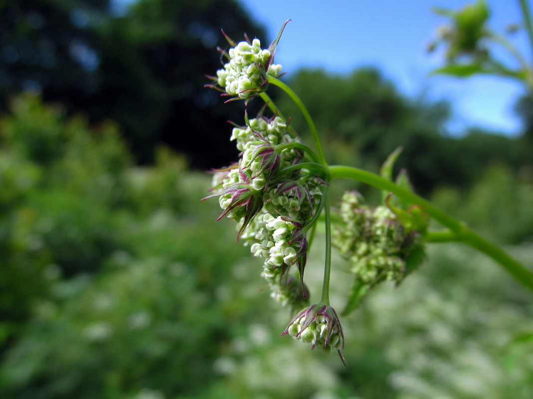 Изображение особи Chaerophyllum aromaticum.