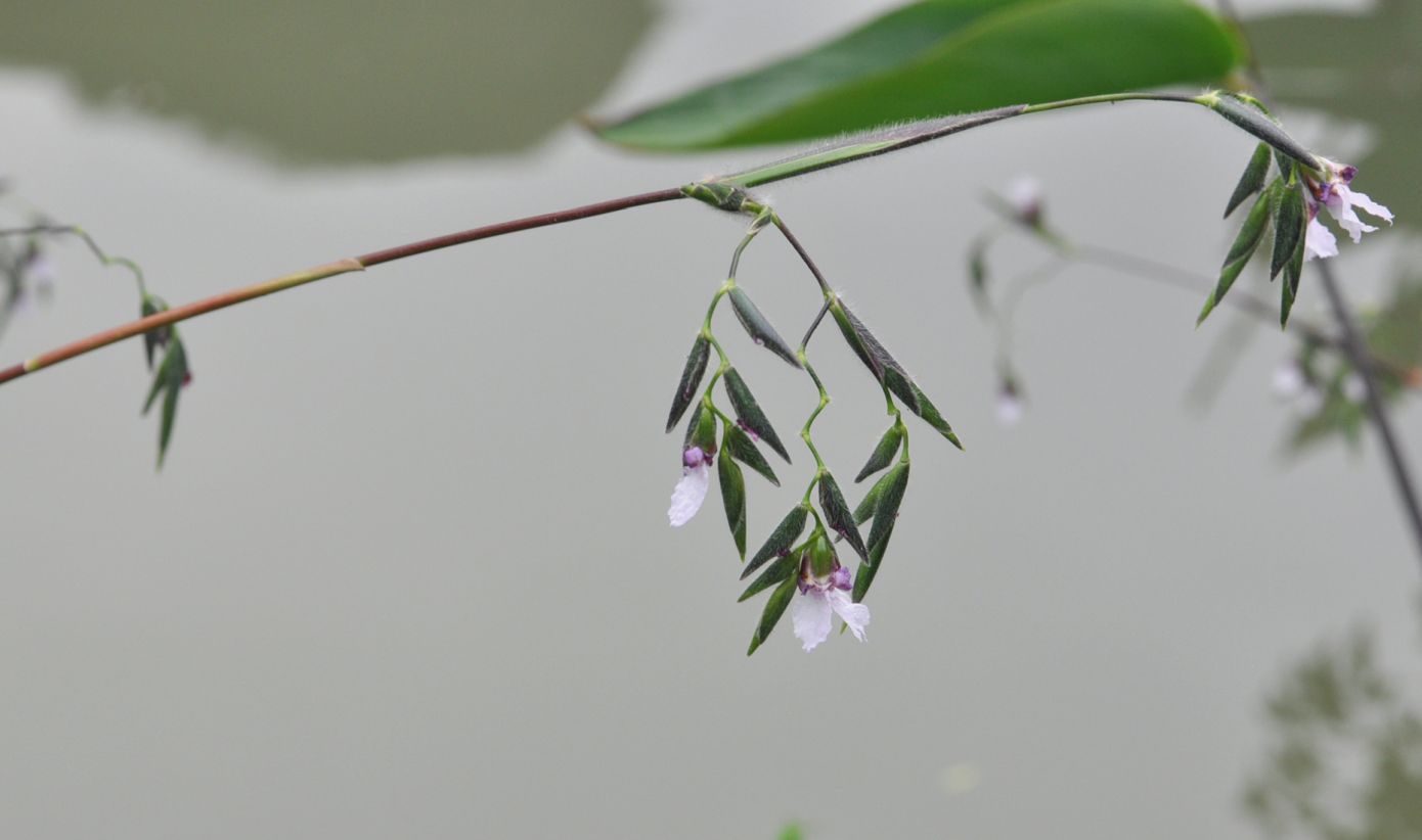 Изображение особи Thalia geniculata.