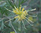 Grevillea juniperina. Соцветие. Израиль, Иерусалим, Гиват-Рам, Ботанический сад Иерусалимского Университета, участок растений Австралии, в культуре. 23.01.2018.