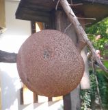 Couroupita guianensis