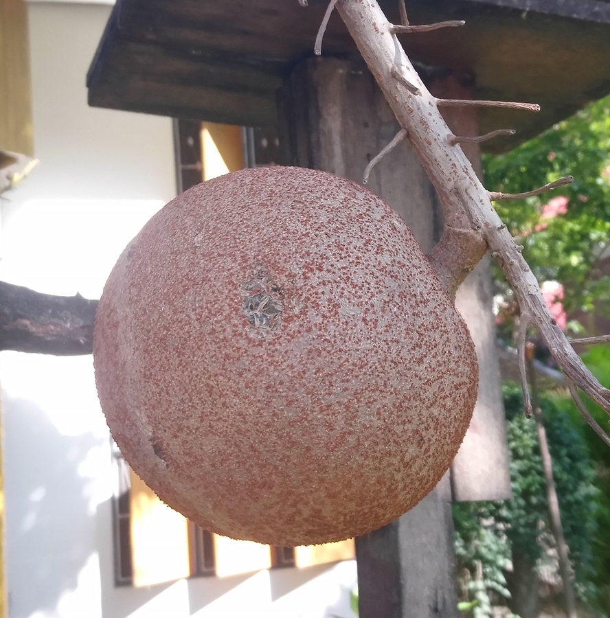 Image of Couroupita guianensis specimen.