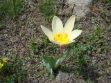 Tulipa kaufmanniana