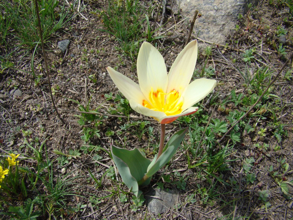 Image of Tulipa kaufmanniana specimen.