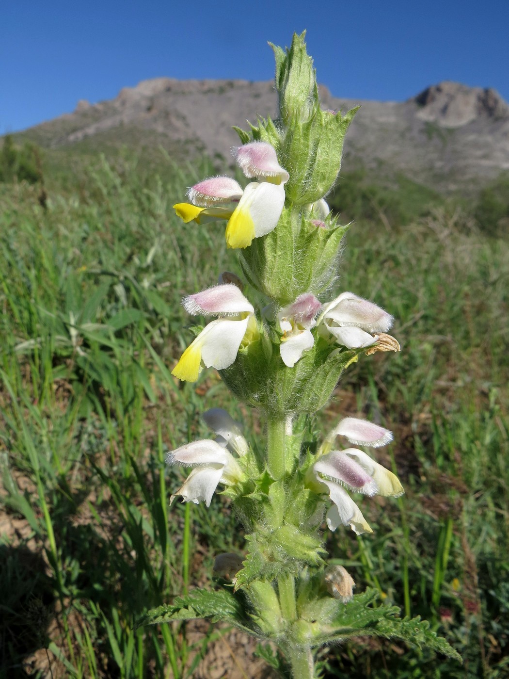 Image of Phlomoides labiosa specimen.