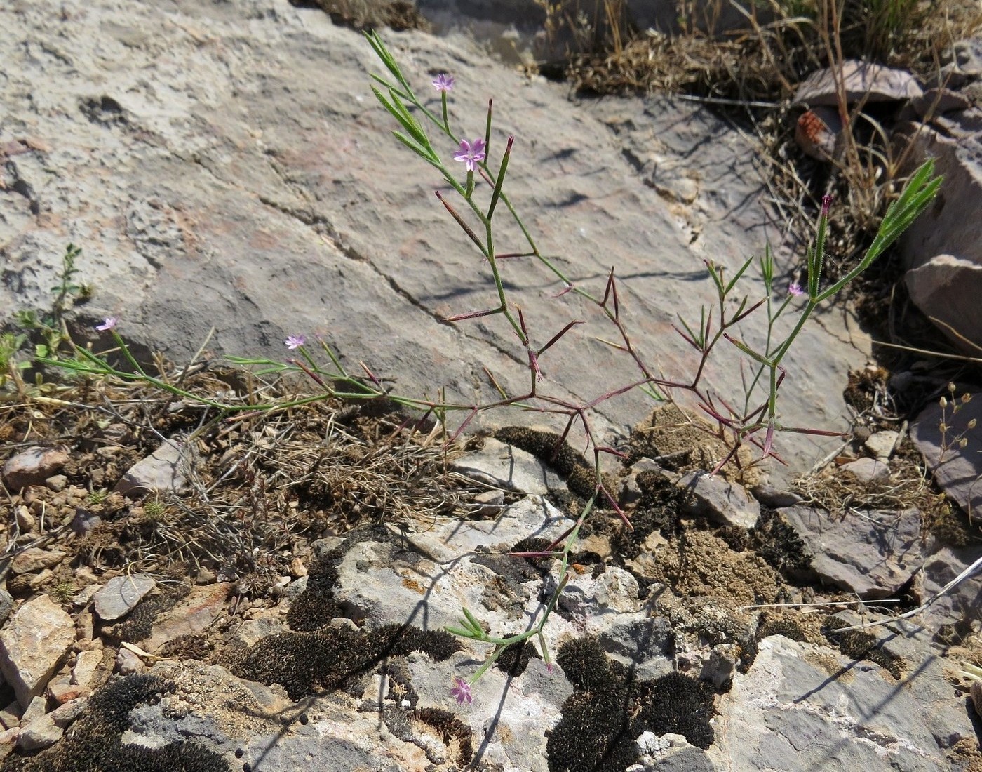 Image of Velezia rigida specimen.