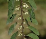 Lysiphyllum gilvum