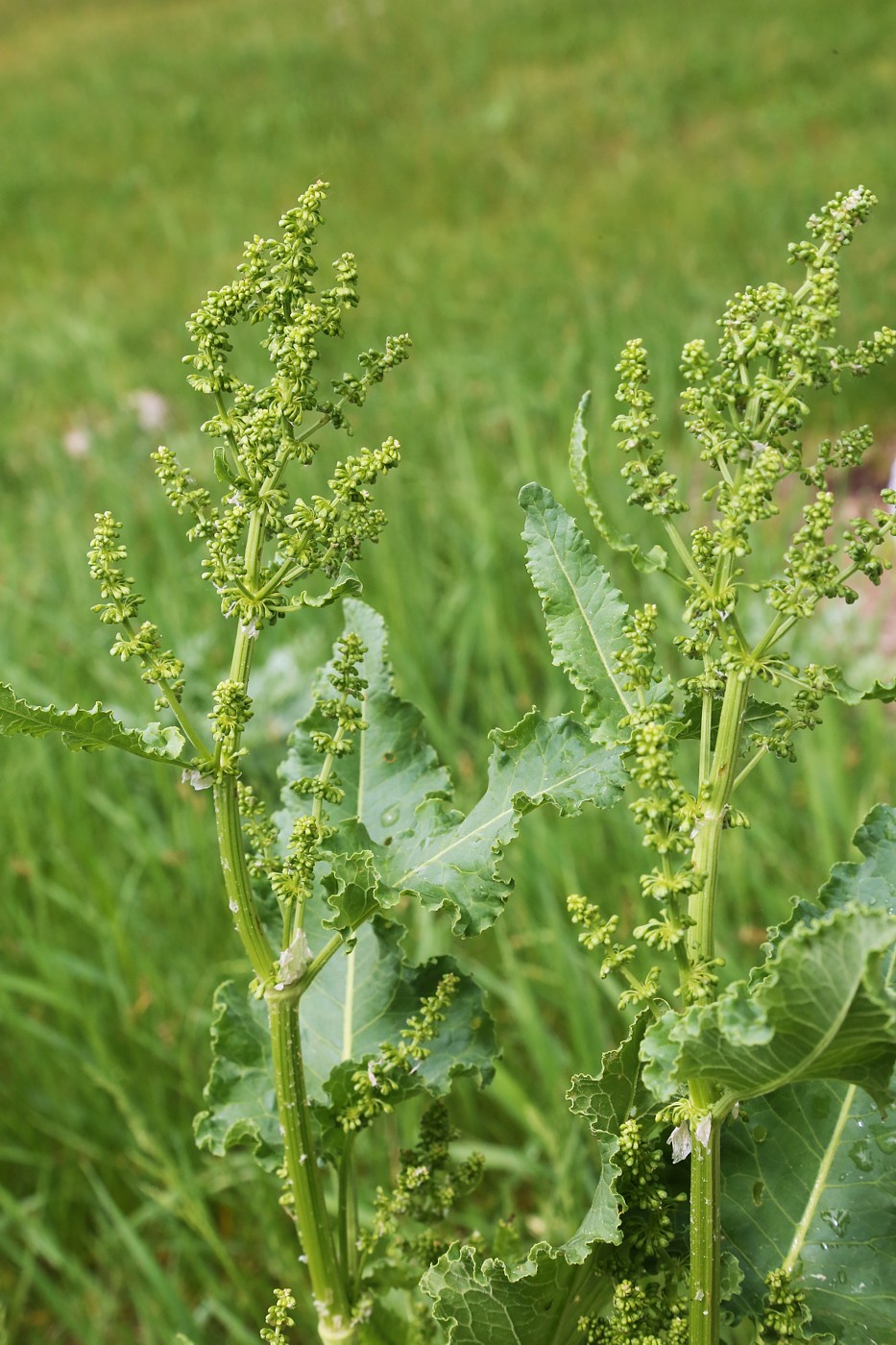 Image of Rumex confertus specimen.