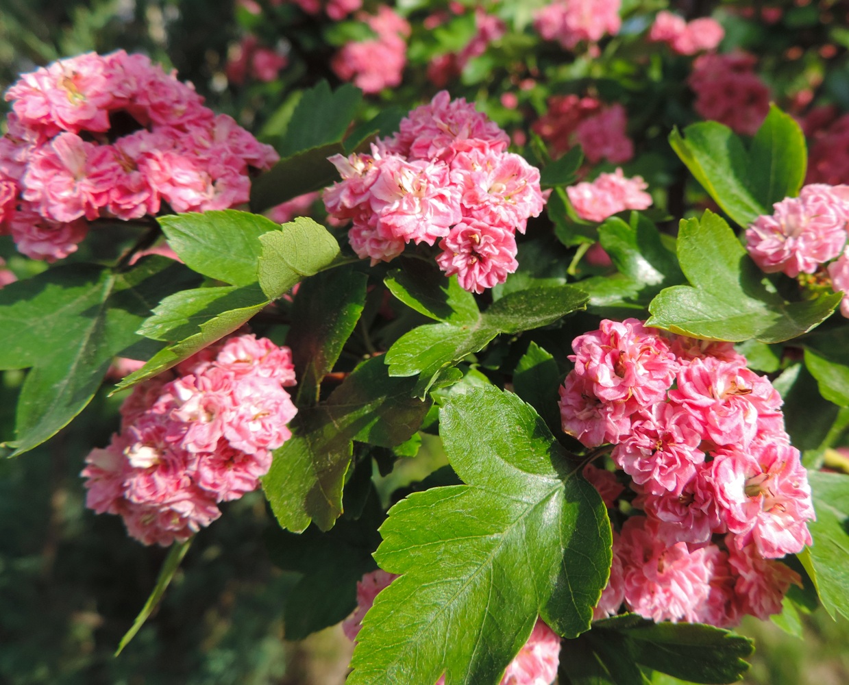 Image of Crataegus &times; media specimen.