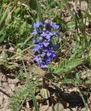 Ajuga reptans. Цветущее растение. Республика Адыгея, окр. пос. Победа, окр. Монашеского Бугра, луг. 30.04.2018.