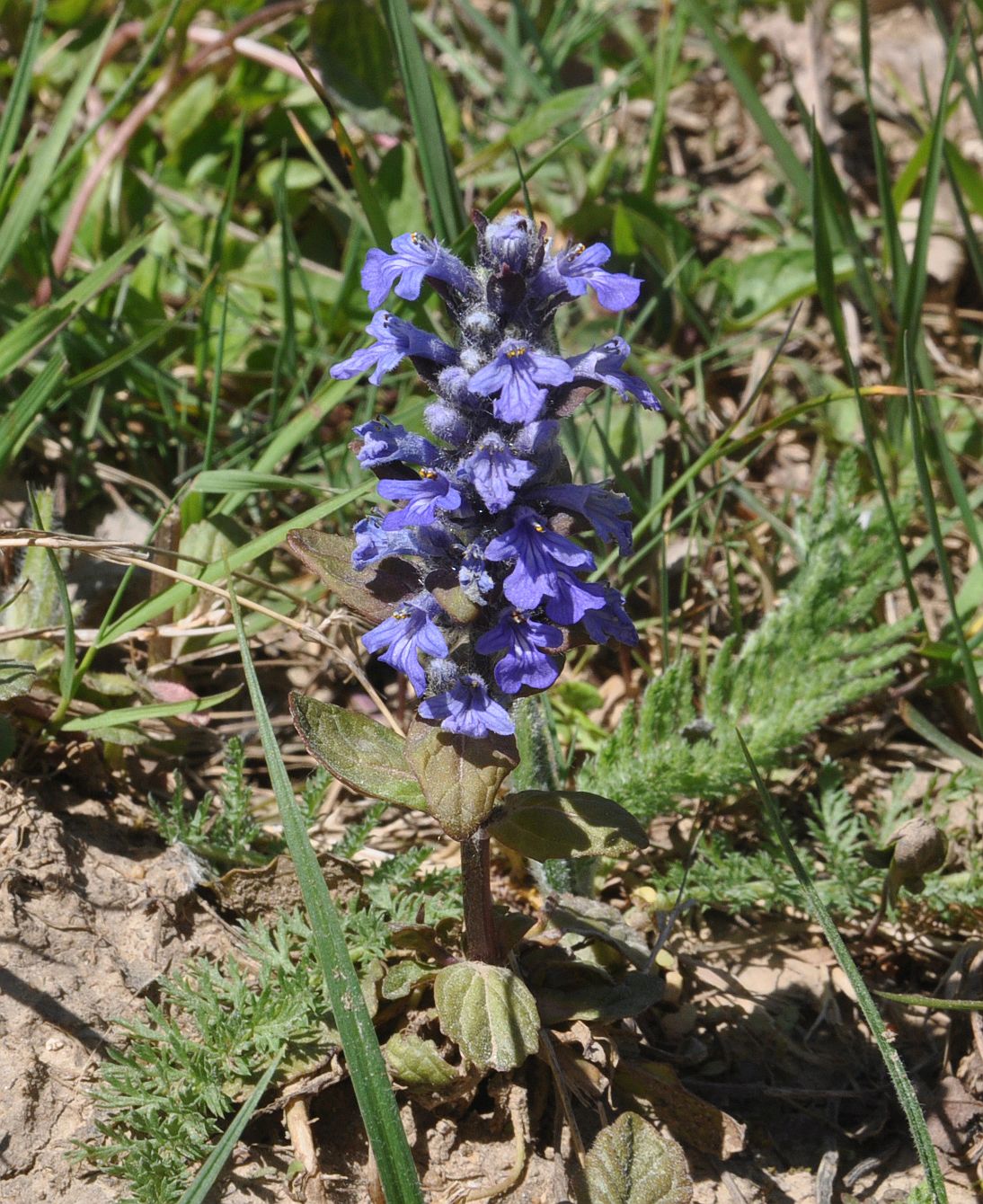 Image of Ajuga reptans specimen.