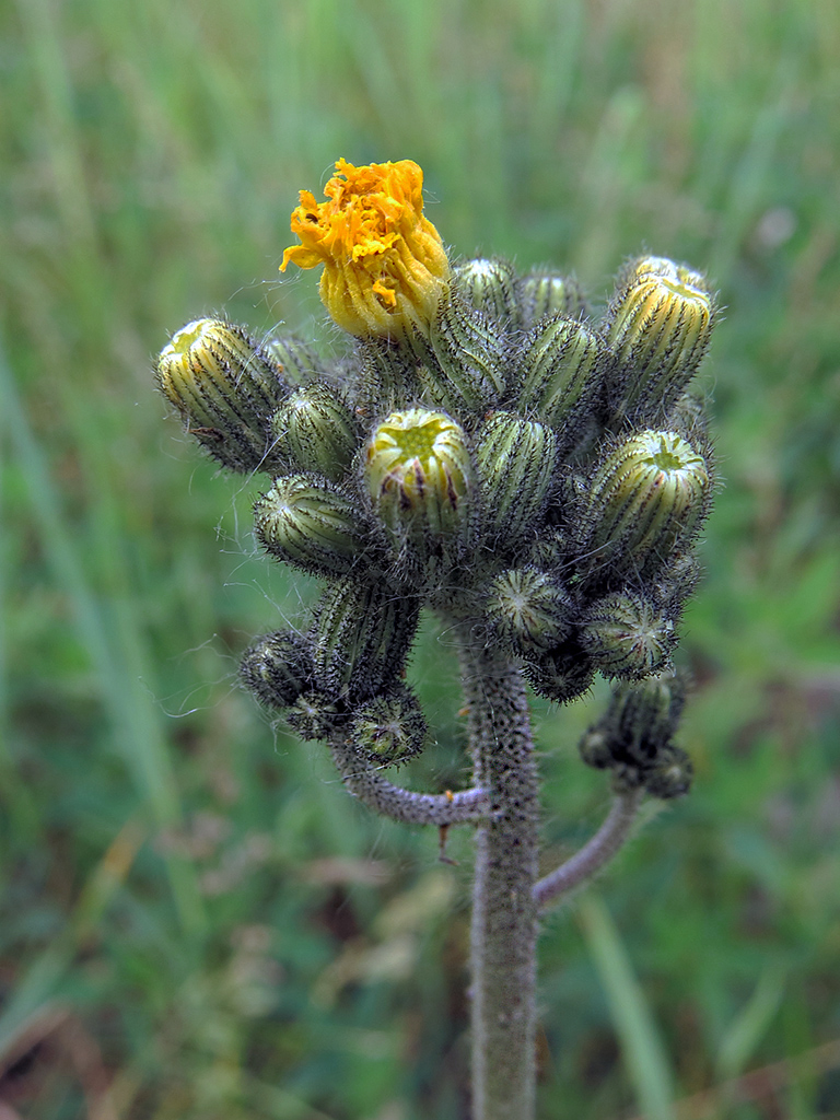 Изображение особи Pilosella cymosa.