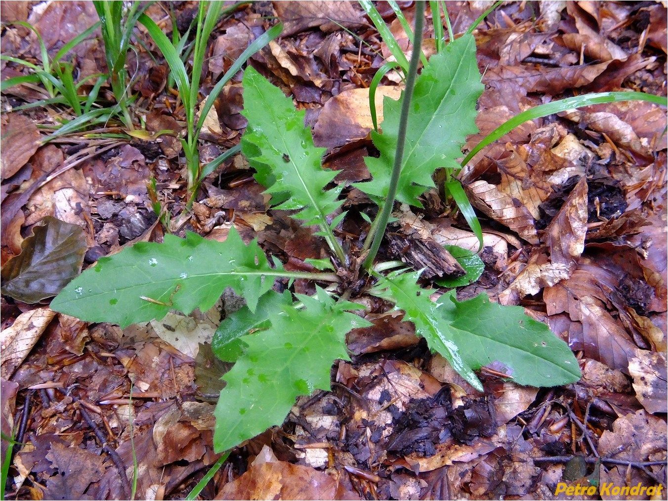 Image of genus Hieracium specimen.