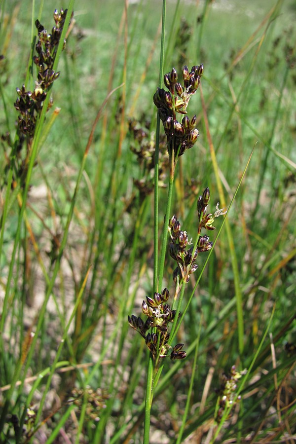 Image of Juncus gerardi specimen.